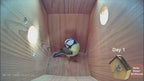 PXT-NB02-S Wifi Smart Bird Feeder Camera Wireless Outdoor Wooden Bird House with 3MP Camera High Quality Wholesale